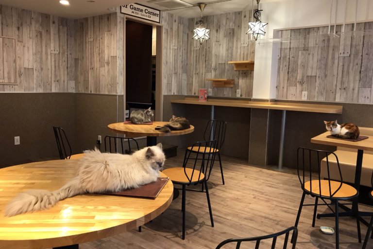 吉祥寺の猫カフェ「猫喫茶 空陸家」は子供と行ける！3歳以下は無料！ きちママ